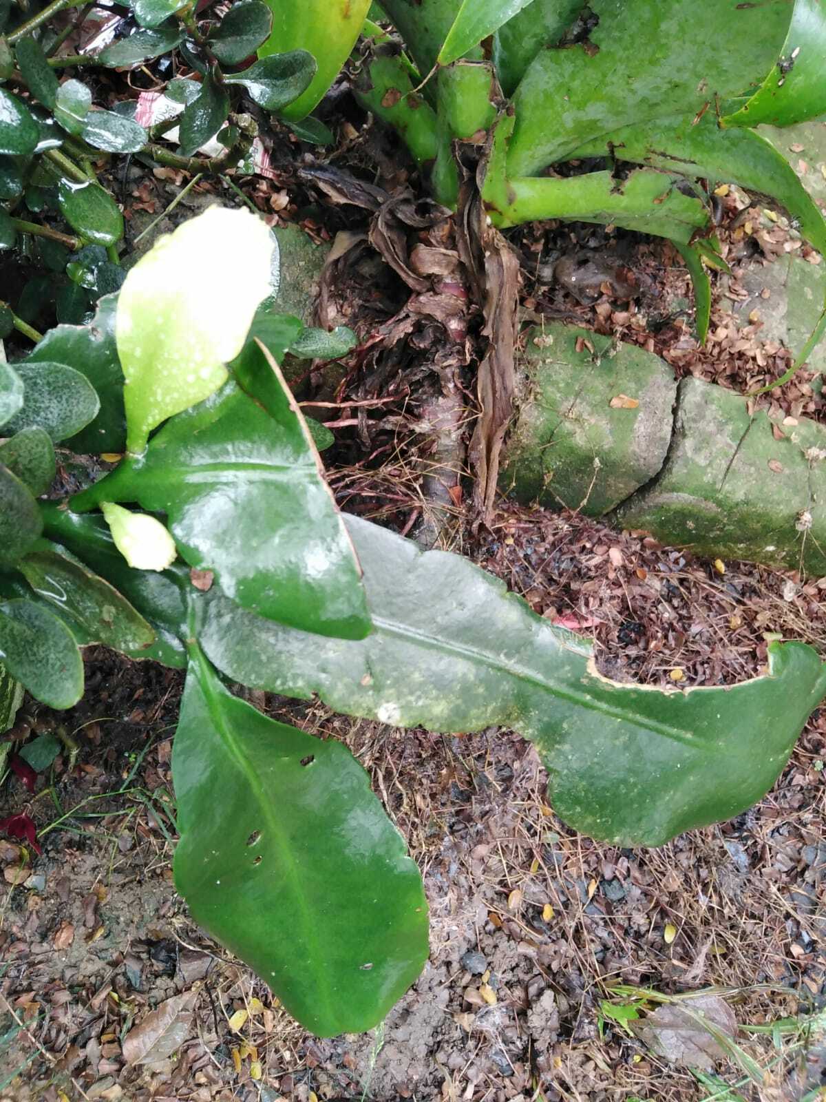 Imagem de Dama-da-Noite ou Cacto-Orquídea