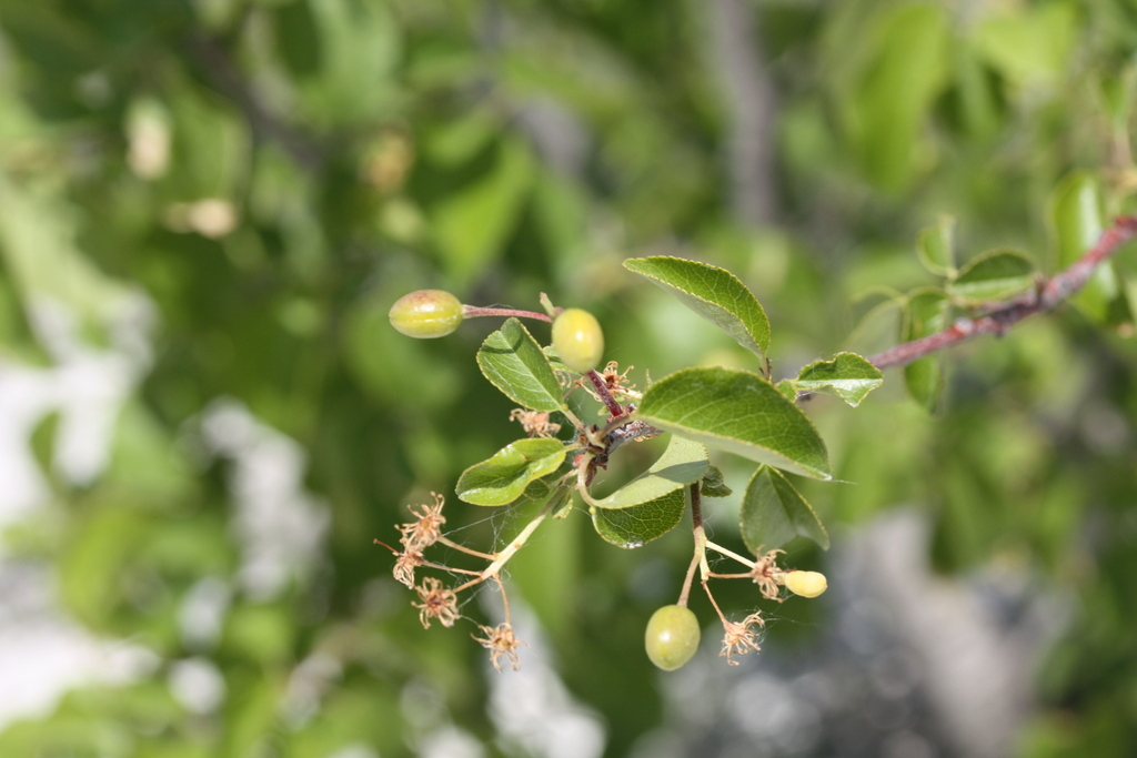 St Lucie Cherry from Лискинский р-н, Воронежская обл., Россия on June 3 ...