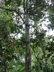 Theobroma subincanum