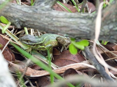 Stenocercus trachycephalus