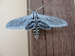 Sphinx asellus