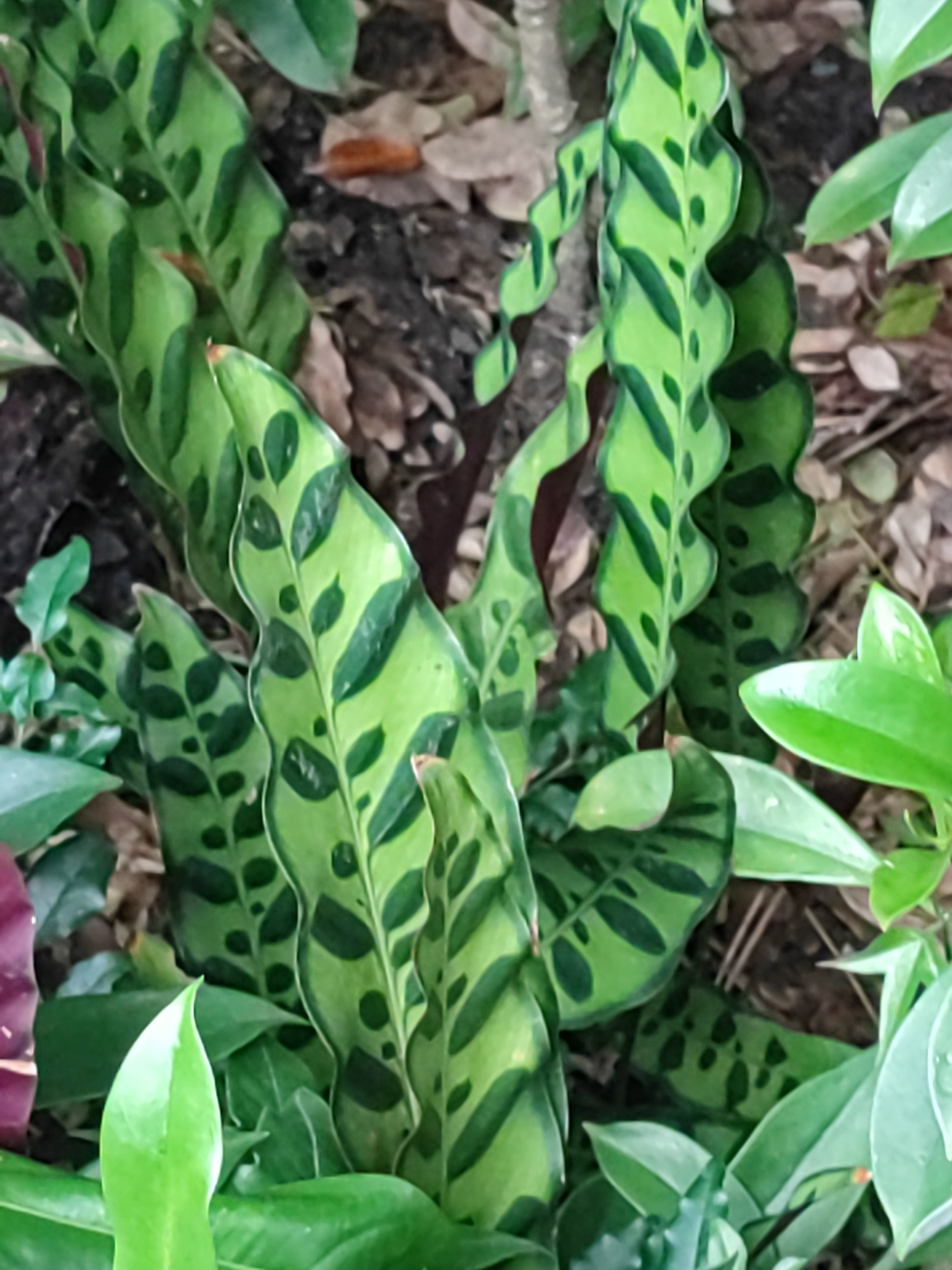 Imagem de Maranta cascavel
