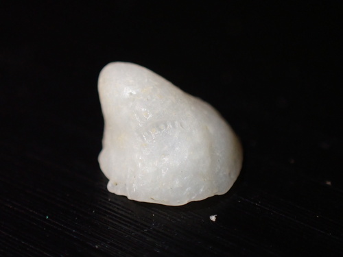 Sabia conica observed 2024-04-26