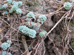 Sedum clausenii