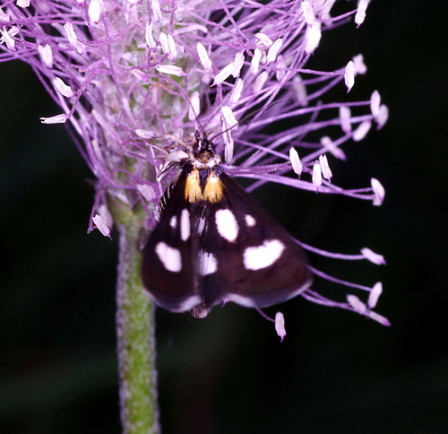 Anania funebris