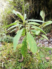Dendrophorbium
