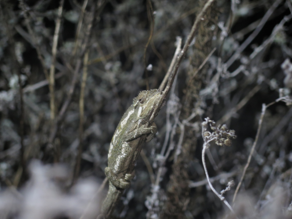 Namaqua Dwarf Chameleon from Tygerberg Nature Reserve, 27 Totius St ...