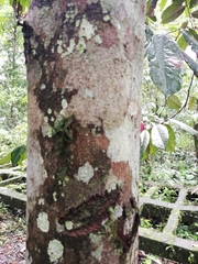 Theobroma subincanum