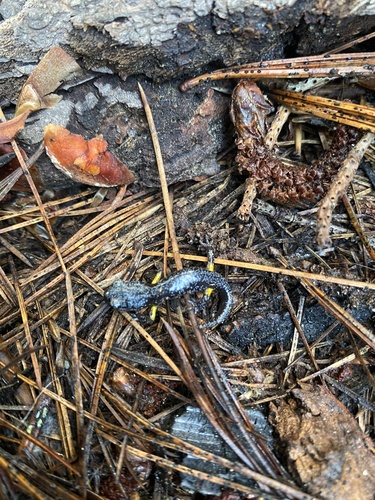 iNaturalist observation photo of Sierra Nevada Ensatina