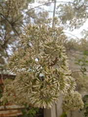 Vernonanthura patens