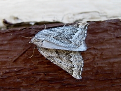 Plataea trilinearia