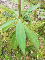 Dendrophorbium