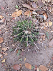 Ferocactus herrerae