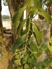 Vernonanthura patens