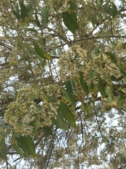 Vernonanthura patens