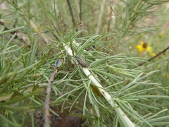 Trirhabda sericotrachyla