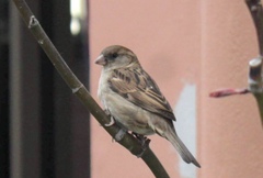 Passer domesticus