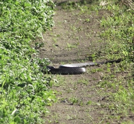 Tiger Snake sighting