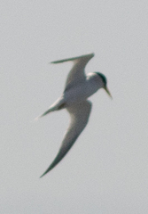 Sternula antillarum browni