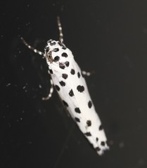 Ethmia clytodoxa