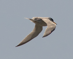 Sternula antillarum browni