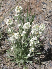 Cryptantha clandestina