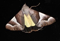 Niceteria macrocosma