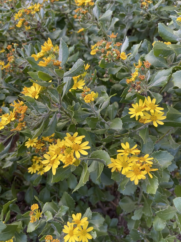 Bitou Flower Bietou from Farms Edge Road, Cape Town, WC, ZA on April 27, 2024 at 10: ...