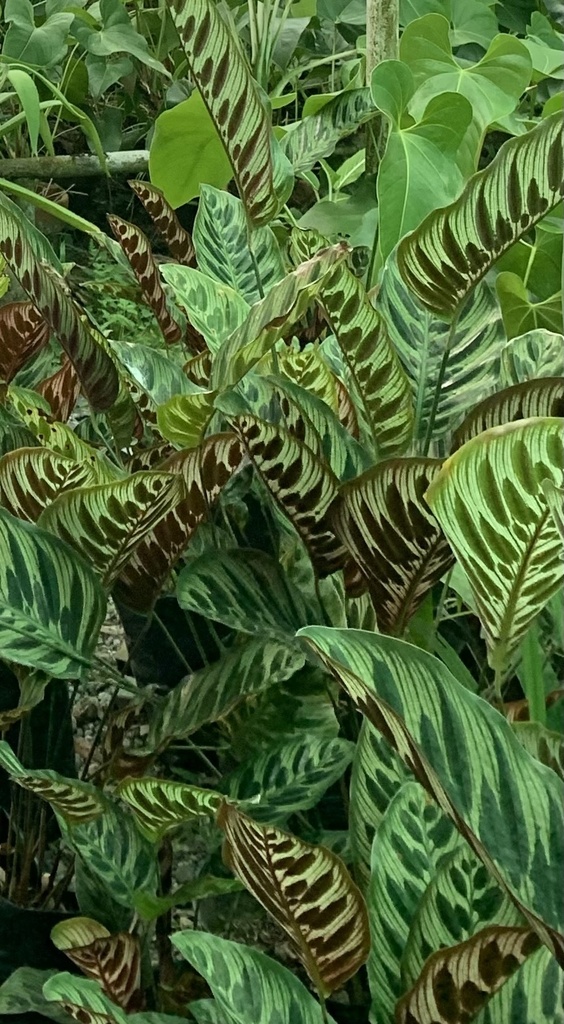 Close-up of Calathea makoyana leaf translucency