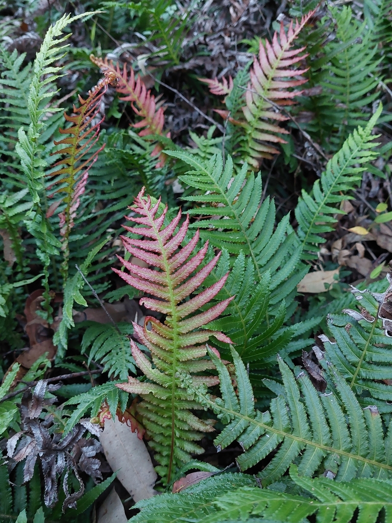 Prickly Rasp fern from 79 Wareemba Ave, Thornleigh NSW 2120, Australia ...