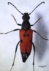 Anastrangalia laetifica