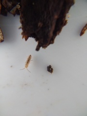 Entomobryoidea