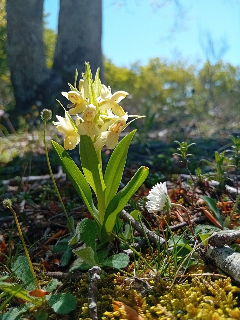 Dactylorhiza sambucina (L.) Soó