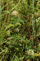 Trifolium vesiculosum