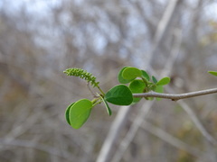 Microlobius foetidus