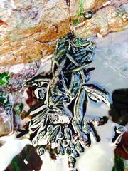 Brassicophycus sisymbrioides