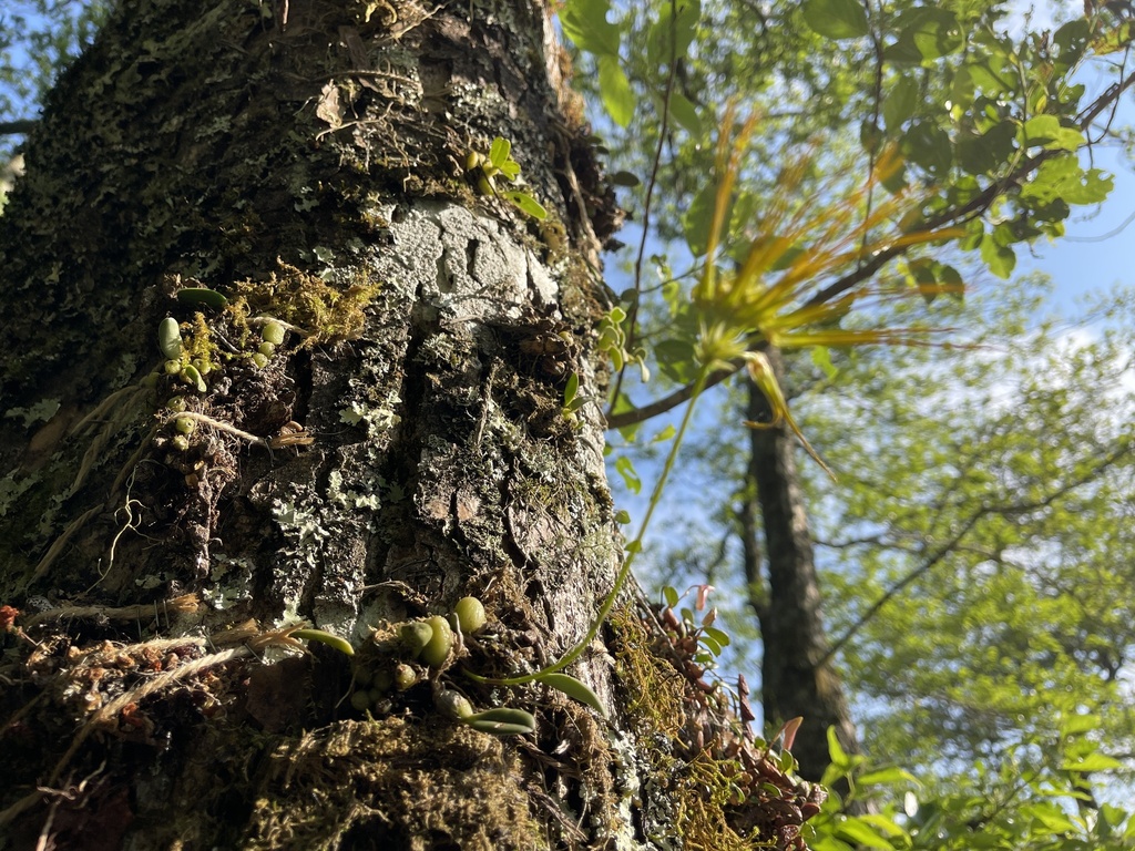 Bulbophyllum setaceum