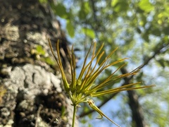 Bulbophyllum setaceum, photograph (c) lansan, some rights reserved (CC BY)