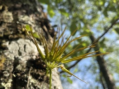 Bulbophyllum setaceum, photograph (c) lansan, some rights reserved (CC BY)