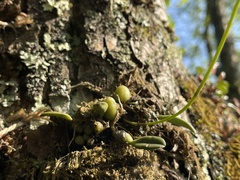 Bulbophyllum setaceum, photograph (c) lansan, some rights reserved (CC BY)