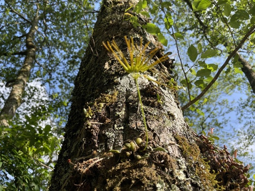 Bulbophyllum setaceum, photograph 4
