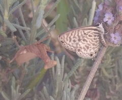 Miomantis caffra