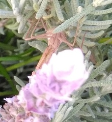 Miomantis caffra
