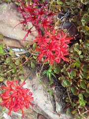 Nerine sarniensis