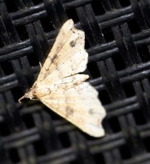 Philogethes metableta