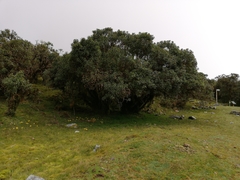 Baccharis pentlandii