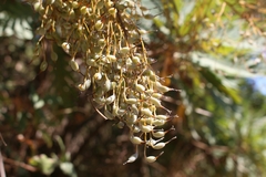 Bocconia arborea