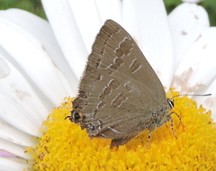 Satyrium caryaevorus