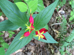 Spigelia marilandica