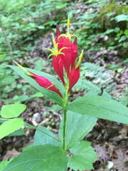 Spigelia marilandica